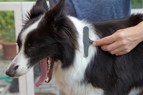 grooming border collie at home.